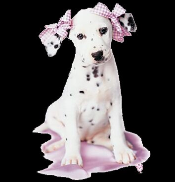 Dalmation in bows