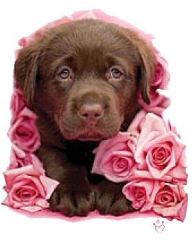 Chocolate pup an roses