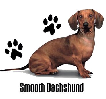 Smooth Dashhound