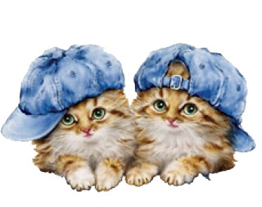 Blue cap kittens