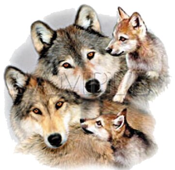 Wolf family