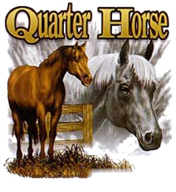 Quarter Horse Breed